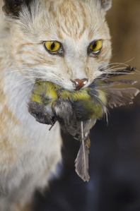 A feral cat and prey. Source: The State of Victoria
