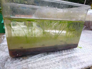 New growth of stoneworts and other aquatic plants in aquaria containing sediment from a pond which was filled-in 45 years ago.