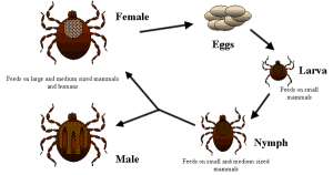The life cycle of a deer tick. Public domain image courtesy of the CDC https://commons.wikimedia.org/wiki/File:Life_cycle_of_ticks_family_ixodidae.PNG