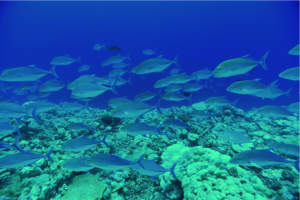 Many marine organisms find a home in coral reefs.