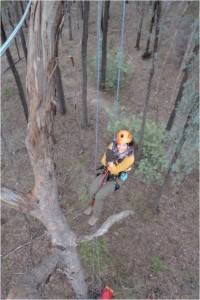 Tree climbing training