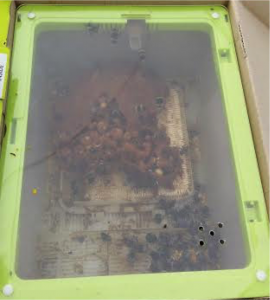 A box of bees (as you do)