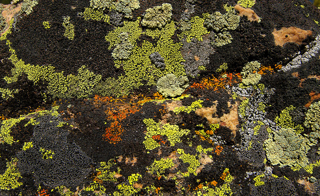 Are you lichen that diversity? Many species can be easily found growing on rocks, as in this example from western USA