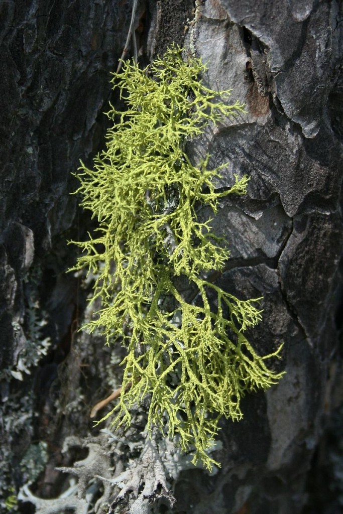 Letharia vulpina, one of many lichen species globally that houses yeast as a third symbiotic partner.