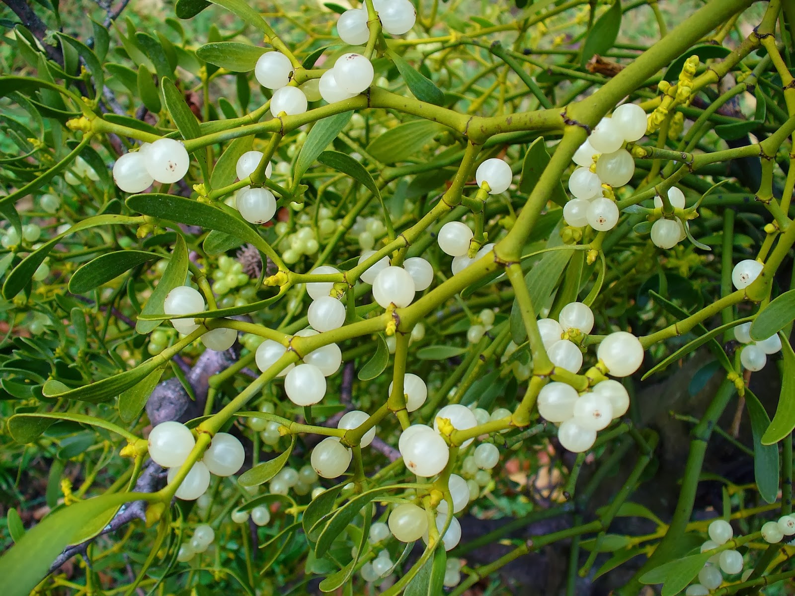 The characteristic leaves and white fruits of V. album, which contain one seed embedded in very sticky, glutinous pulp. Photo: Llez.